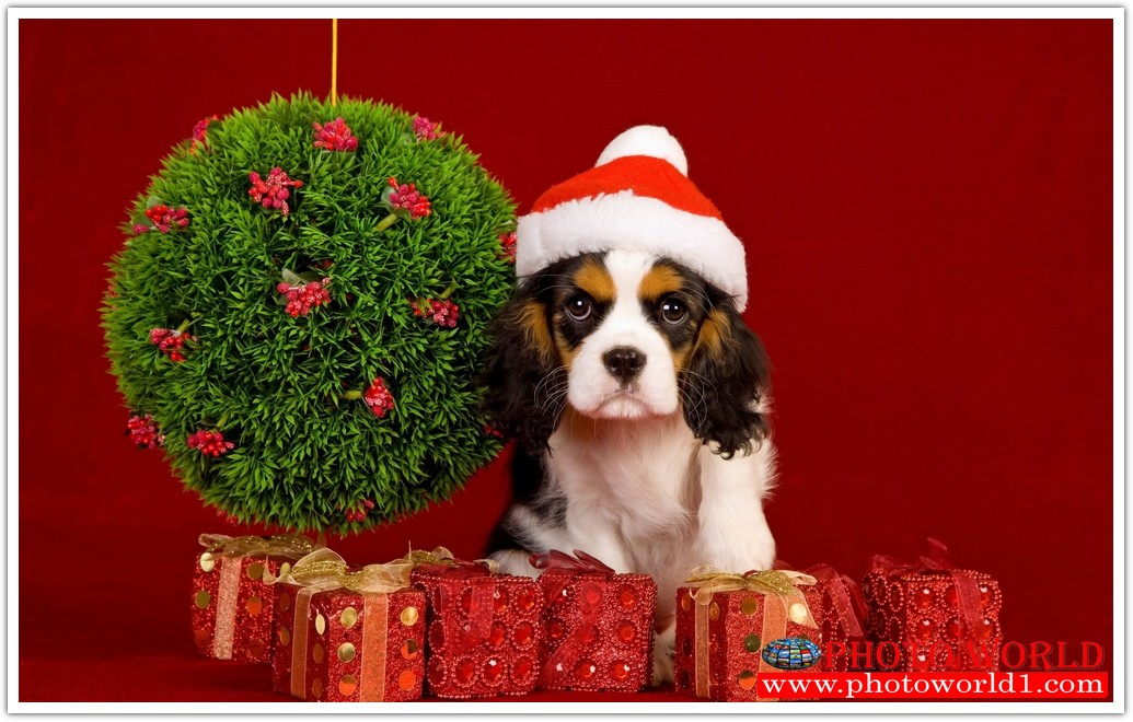 วอลเปเปอร์รูปภาพติดผนังสั่งทำ มีภาพให้เลือกกว่า 50,000 ภาพ ออกแบบกราฟฟิค หรือ รูปภาพตามที่ท่านกำหนด ในสไตล์ท่านเอง "custom made"