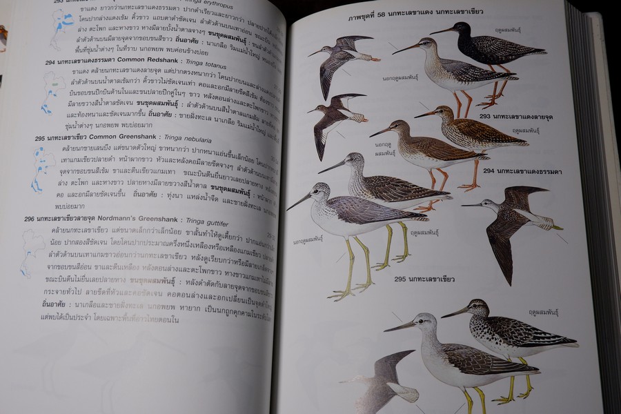 คู่มือดูนก หมอบุญส่ง เลขะกุล นกเมืองไทย (ฉบับ 100 ปี หมอบุญส่ง เลขะกุล) ปี 2550