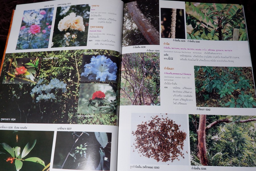 สารานุกรมเครื่องยาไทย 1 โดย วุฒิ วุฒิธรรมเวช ปกแข็ง ปี 2543