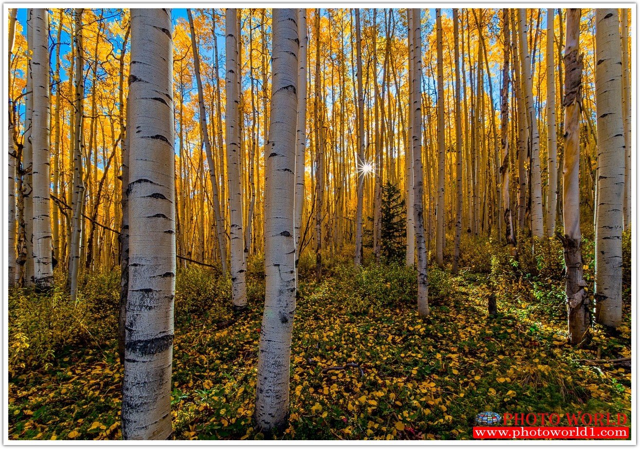 NATURAL วอลเปเปอร์รูปภาพติดผนังสั่งทำ มีภาพให้เลือกกว่า 50,000 ภาพ ออกแบบกราฟฟิค หรือ รูปภาพตามที่ท่านกำหนด ในสไตล์ท่านเอง "custom made"