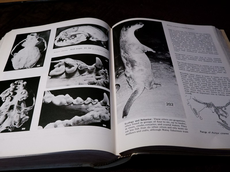 Mammals of Thailand by Boonsong Lekagul & Jeffrey A.Mc Neely 1`st Edition 1977 (สอบถาม)