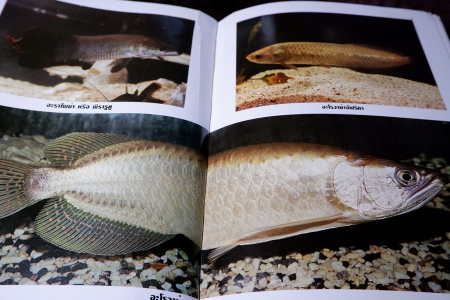 คู่มือ การเลี้ยงปลาอะโรวาน่า โดย สุรศักดิ์ วงศ์กิตติเวช ปกเเข็ง ปี 2543