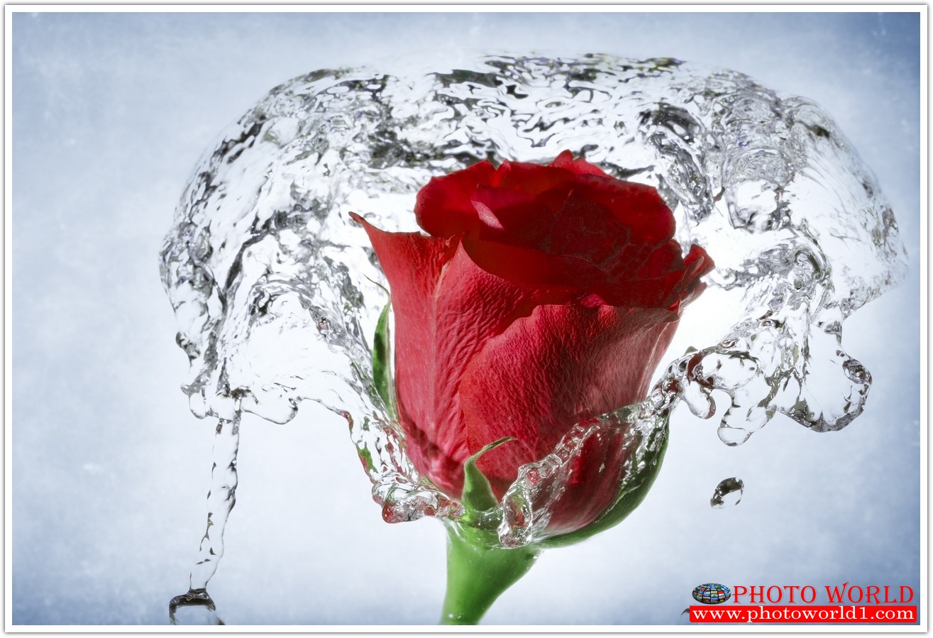 วอลเปเปอร์รูปภาพติดผนังสั่งทำ มีภาพให้เลือกกว่า 50,000 ภาพ ออกแบบกราฟฟิค หรือ รูปภาพตามที่ท่านกำหนด ในสไตล์ท่านเอง "custom made"