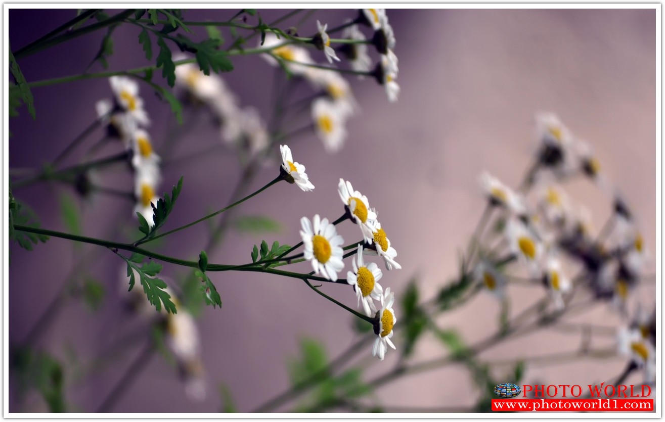 วอลเปเปอร์รูปภาพติดผนังสั่งทำ มีภาพให้เลือกกว่า 50,000 ภาพ ออกแบบกราฟฟิค หรือ รูปภาพตามที่ท่านกำหนด ในสไตล์ท่านเอง "custom made"