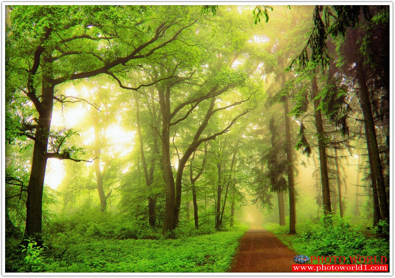 NATURAL วอลเปเปอร์รูปภาพติดผนังสั่งทำ มีภาพให้เลือกกว่า 50,000 ภาพ ออกแบบกราฟฟิค หรือ รูปภาพตามที่ท่านกำหนด ในสไตล์ท่านเอง "custom made"