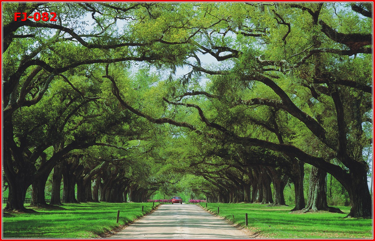 วอลเปเปอร์รูปภาพติดผนังสั่งทำ มีภาพให้เลือกกว่า 50,000 ภาพ ออกแบบกราฟฟิค หรือ รูปภาพตามที่ท่านกำหนด ในสไตล์ท่านเอง "custom made"