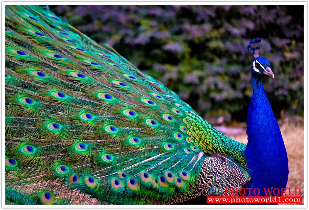 วอลเปเปอร์รูปภาพติดผนังสั่งทำ มีภาพให้เลือกกว่า 50,000 ภาพ ออกแบบกราฟฟิค หรือ รูปภาพตามที่ท่านกำหนด ในสไตล์ท่านเอง "custom made"