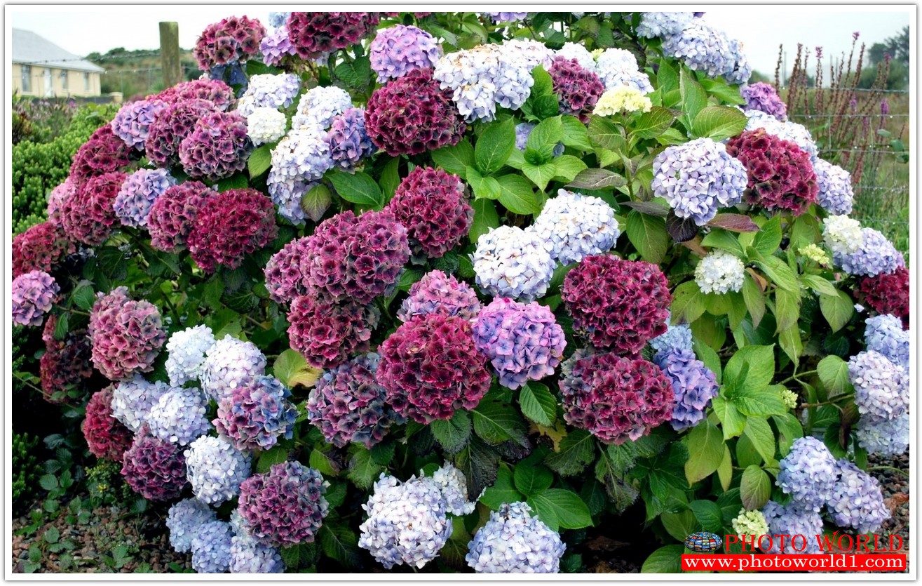 วอลเปเปอร์รูปภาพติดผนังสั่งทำ มีภาพให้เลือกกว่า 50,000 ภาพ ออกแบบกราฟฟิค หรือ รูปภาพตามที่ท่านกำหนด ในสไตล์ท่านเอง "custom made"