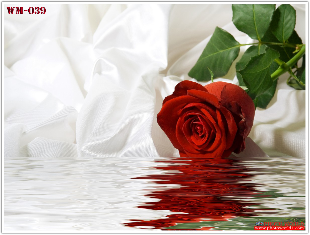 วอลเปเปอร์รูปภาพติดผนังสั่งทำ มีภาพให้เลือกกว่า 50,000 ภาพ ออกแบบกราฟฟิค หรือ รูปภาพตามที่ท่านกำหนด ในสไตล์ท่านเอง "custom made"