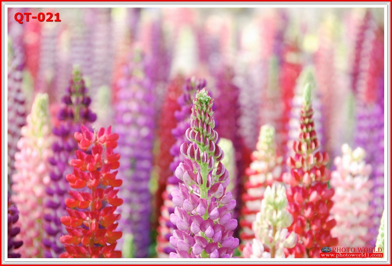 วอลเปเปอร์รูปภาพติดผนังสั่งทำ มีภาพให้เลือกกว่า 50,000 ภาพ ออกแบบกราฟฟิค หรือ รูปภาพตามที่ท่านกำหนด ในสไตล์ท่านเอง "custom made"