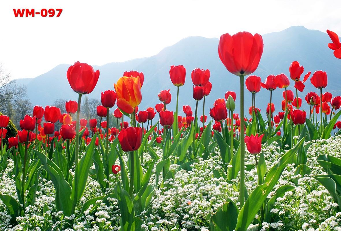 วอลเปเปอร์รูปภาพติดผนังสั่งทำ มีภาพให้เลือกกว่า 50,000 ภาพ ออกแบบกราฟฟิค หรือ รูปภาพตามที่ท่านกำหนด ในสไตล์ท่านเอง "custom made"