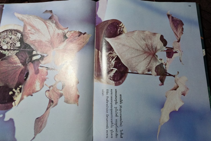 ตำนานบอนสี โดย เจริญ สุขพงษ์ ปกเเข็ง 200 หน้า ปี 2524