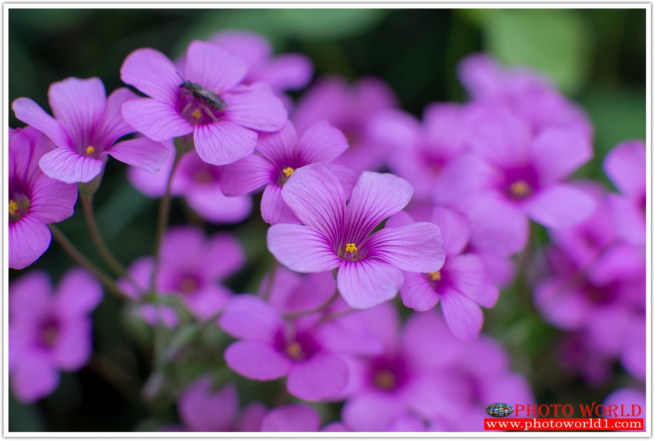 วอลเปเปอร์รูปภาพติดผนังสั่งทำ มีภาพให้เลือกกว่า 50,000 ภาพ ออกแบบกราฟฟิค หรือ รูปภาพตามที่ท่านกำหนด ในสไตล์ท่านเอง "custom made"