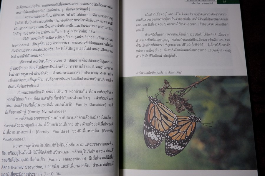 ผีเสื้อ บนเส้นทางสายธรรมชาติ โดย เกรียงไกร สุวรรณภักดิ์