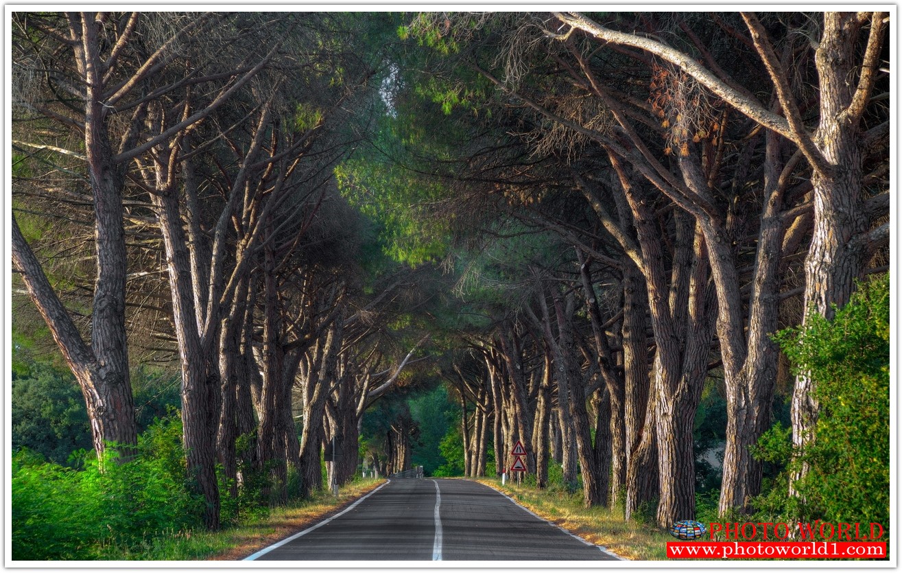 NATURAL วอลเปเปอร์รูปภาพติดผนังสั่งทำ มีภาพให้เลือกกว่า 50,000 ภาพ ออกแบบกราฟฟิค หรือ รูปภาพตามที่ท่านกำหนด ในสไตล์ท่านเอง "custom made"