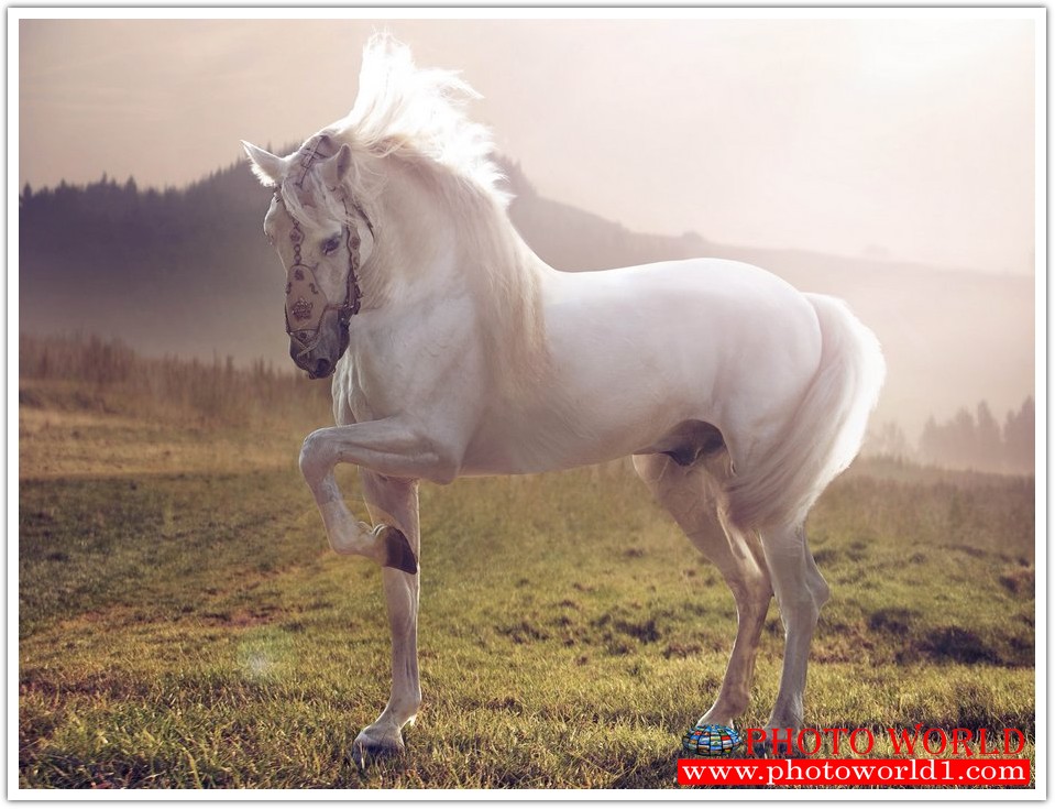 วอลเปเปอร์รูปภาพติดผนังสั่งทำ มีภาพให้เลือกกว่า 50,000 ภาพ ออกแบบกราฟฟิค หรือ รูปภาพตามที่ท่านกำหนด ในสไตล์ท่านเอง "custom made"