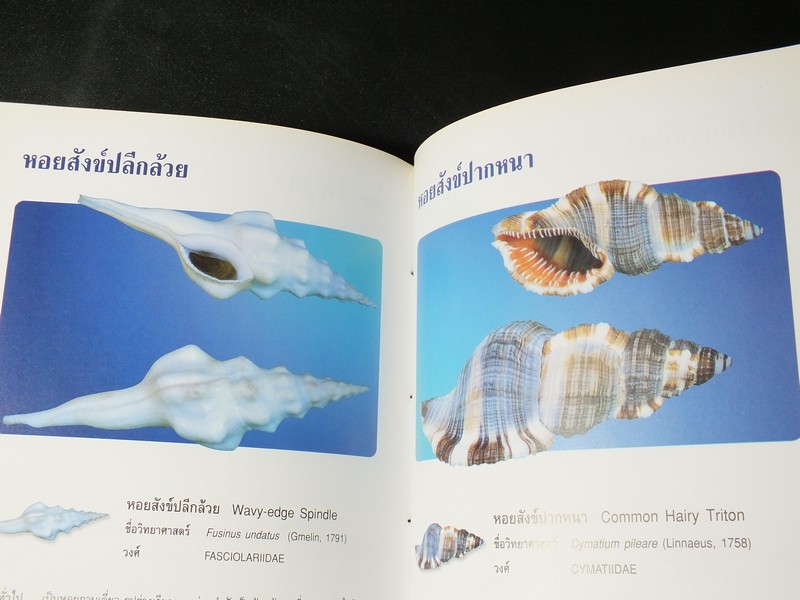 หอยเป็นยา ตามตำรับยาการเเพทย์เเผนไทย โดย เเพทย์หญิงเพ็ญนภา ทรัพย์เจริญ ปกแข็ง ปี 2545