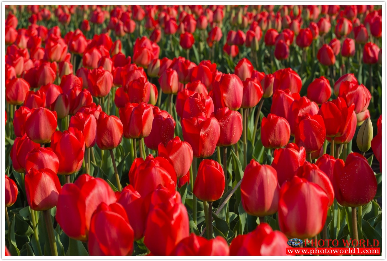 วอลเปเปอร์รูปภาพติดผนังสั่งทำ มีภาพให้เลือกกว่า 50,000 ภาพ ออกแบบกราฟฟิค หรือ รูปภาพตามที่ท่านกำหนด ในสไตล์ท่านเอง "custom made"