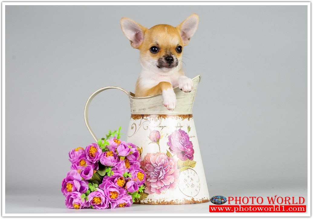 วอลเปเปอร์รูปภาพติดผนังสั่งทำ มีภาพให้เลือกกว่า 50,000 ภาพ ออกแบบกราฟฟิค หรือ รูปภาพตามที่ท่านกำหนด ในสไตล์ท่านเอง "custom made"