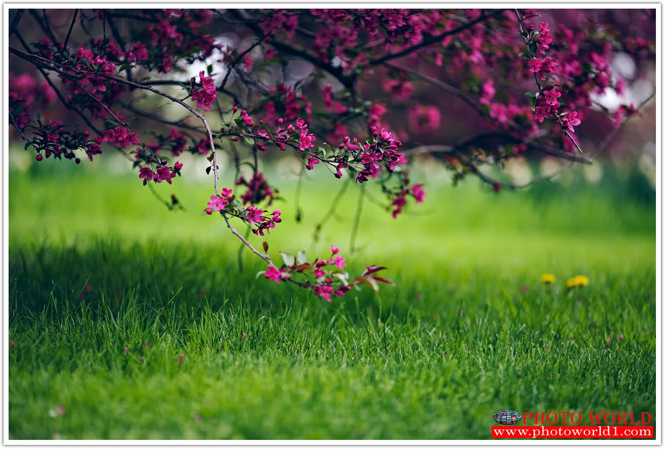 วอลเปเปอร์รูปภาพติดผนังสั่งทำ มีภาพให้เลือกกว่า 50,000 ภาพ ออกแบบกราฟฟิค หรือ รูปภาพตามที่ท่านกำหนด ในสไตล์ท่านเอง "custom made"