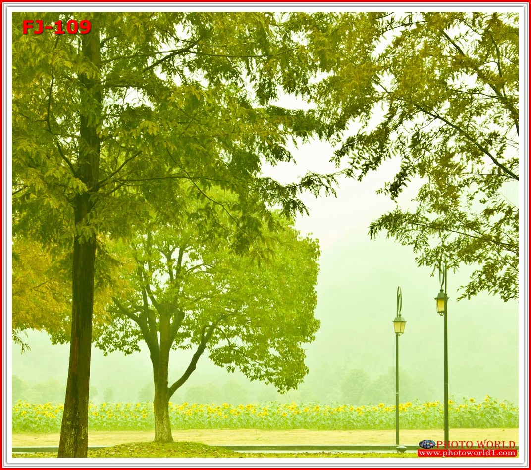 วอลเปเปอร์รูปภาพติดผนังสั่งทำ มีภาพให้เลือกกว่า 50,000 ภาพ ออกแบบกราฟฟิค หรือ รูปภาพตามที่ท่านกำหนด ในสไตล์ท่านเอง "custom made"