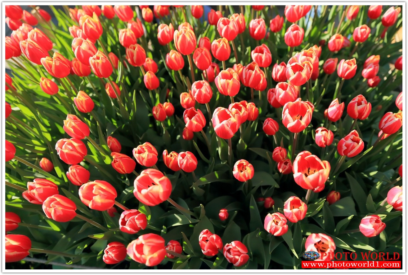 วอลเปเปอร์รูปภาพติดผนังสั่งทำ มีภาพให้เลือกกว่า 50,000 ภาพ ออกแบบกราฟฟิค หรือ รูปภาพตามที่ท่านกำหนด ในสไตล์ท่านเอง "custom made"