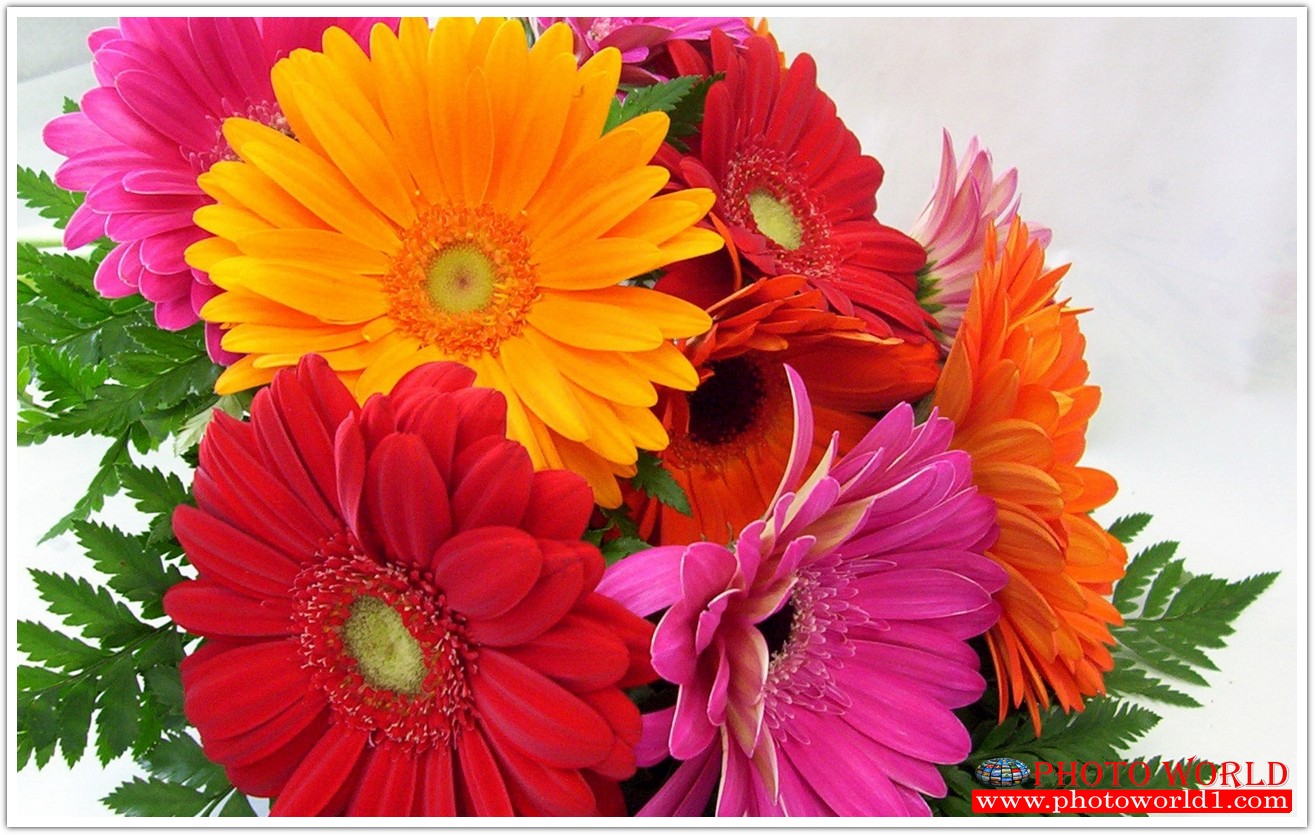 วอลเปเปอร์รูปภาพติดผนังสั่งทำ มีภาพให้เลือกกว่า 50,000 ภาพ ออกแบบกราฟฟิค หรือ รูปภาพตามที่ท่านกำหนด ในสไตล์ท่านเอง "custom made"