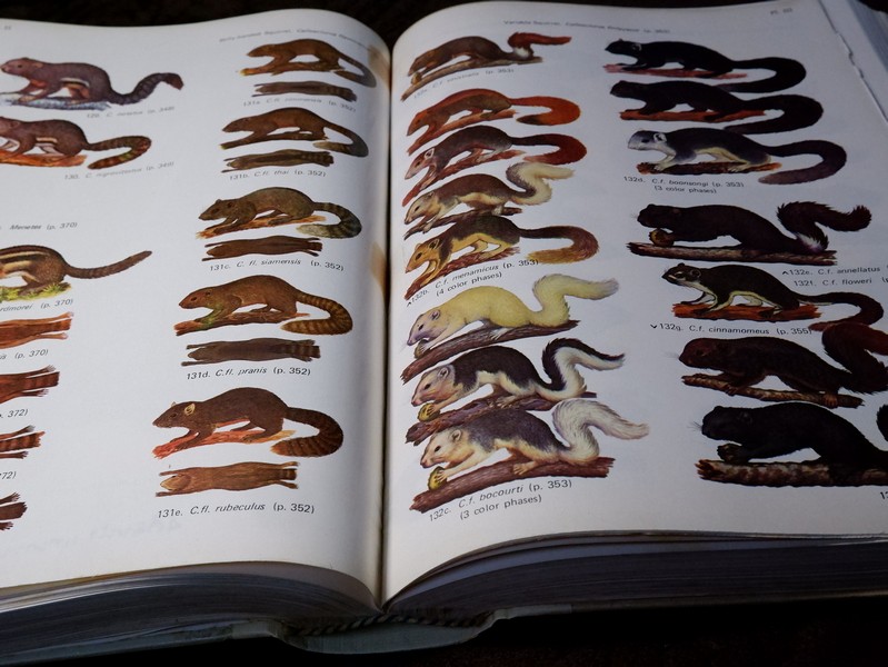 Mammals of Thailand by Boonsong Lekagul & Jeffrey A.Mc Neely 1`st Edition 1977 (สอบถาม)