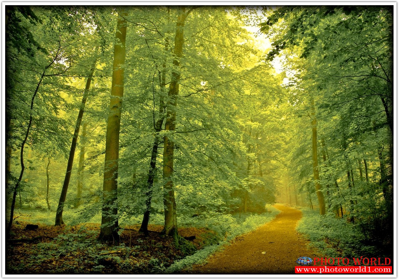 NATURAL วอลเปเปอร์รูปภาพติดผนังสั่งทำ มีภาพให้เลือกกว่า 50,000 ภาพ ออกแบบกราฟฟิค หรือ รูปภาพตามที่ท่านกำหนด ในสไตล์ท่านเอง "custom made"