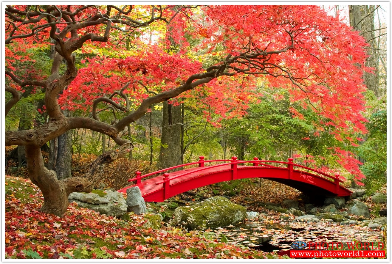 NATURAL วอลเปเปอร์รูปภาพติดผนังสั่งทำ มีภาพให้เลือกกว่า 50,000 ภาพ ออกแบบกราฟฟิค หรือ รูปภาพตามที่ท่านกำหนด ในสไตล์ท่านเอง "custom made"