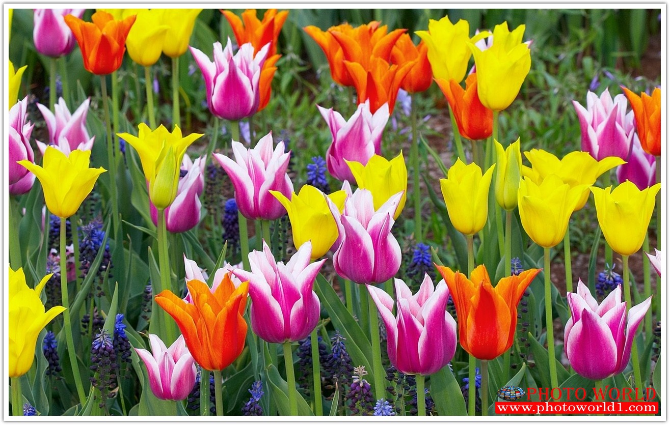 วอลเปเปอร์รูปภาพติดผนังสั่งทำ มีภาพให้เลือกกว่า 50,000 ภาพ ออกแบบกราฟฟิค หรือ รูปภาพตามที่ท่านกำหนด ในสไตล์ท่านเอง "custom made"