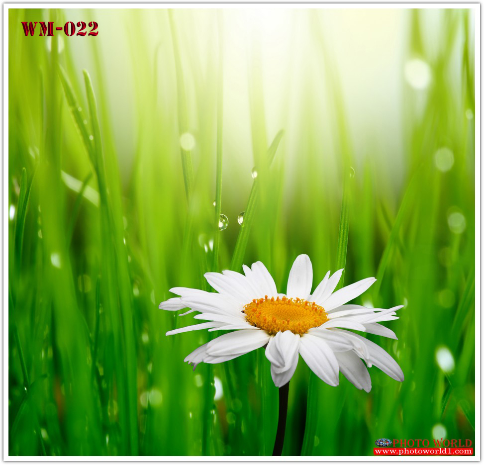 วอลเปเปอร์รูปภาพติดผนังสั่งทำ มีภาพให้เลือกกว่า 50,000 ภาพ ออกแบบกราฟฟิค หรือ รูปภาพตามที่ท่านกำหนด ในสไตล์ท่านเอง "custom made"