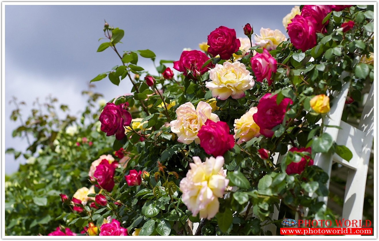 วอลเปเปอร์รูปภาพติดผนังสั่งทำ มีภาพให้เลือกกว่า 50,000 ภาพ ออกแบบกราฟฟิค หรือ รูปภาพตามที่ท่านกำหนด ในสไตล์ท่านเอง "custom made"