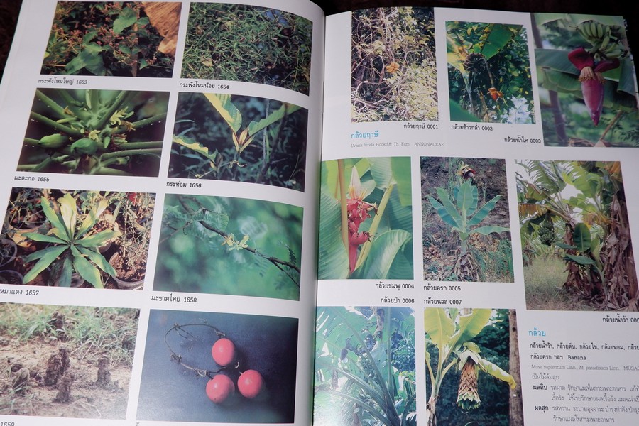 สารานุกรมเครื่องยาไทย 1 โดย วุฒิ วุฒิธรรมเวช ปกแข็ง ปี 2543