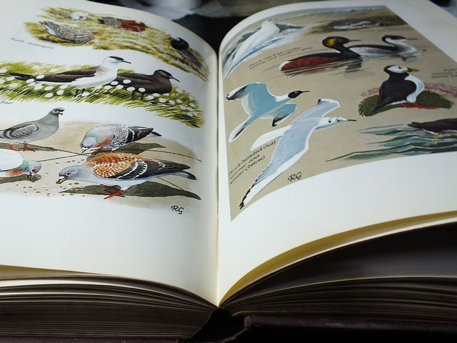 A Natural History of British Birds by Eric Simms . hardcopy 396 pages .copyright 1983