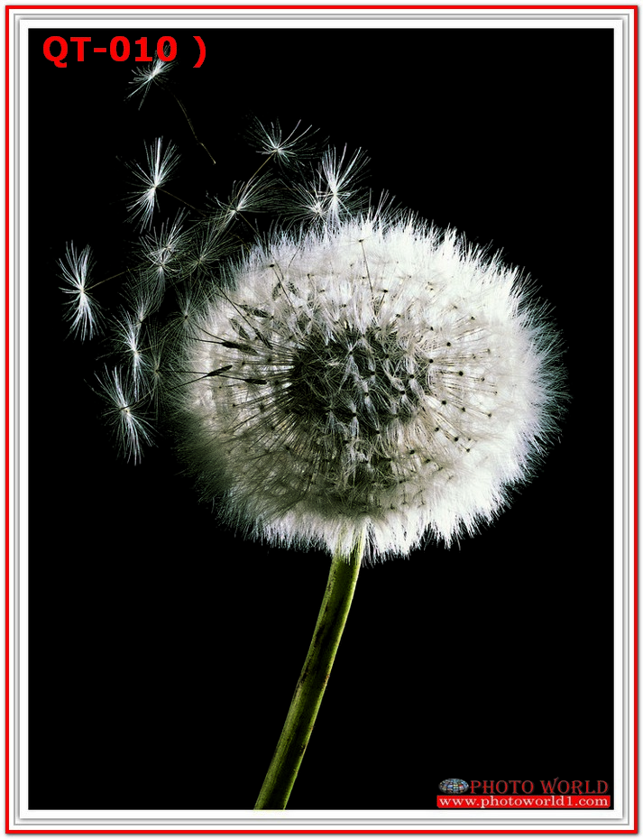 วอลเปเปอร์รูปภาพติดผนังสั่งทำ มีภาพให้เลือกกว่า 50,000 ภาพ ออกแบบกราฟฟิค หรือ รูปภาพตามที่ท่านกำหนด ในสไตล์ท่านเอง "custom made"