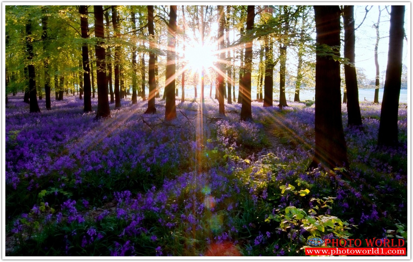 NATURAL วอลเปเปอร์รูปภาพติดผนังสั่งทำ มีภาพให้เลือกกว่า 50,000 ภาพ ออกแบบกราฟฟิค หรือ รูปภาพตามที่ท่านกำหนด ในสไตล์ท่านเอง "custom made"