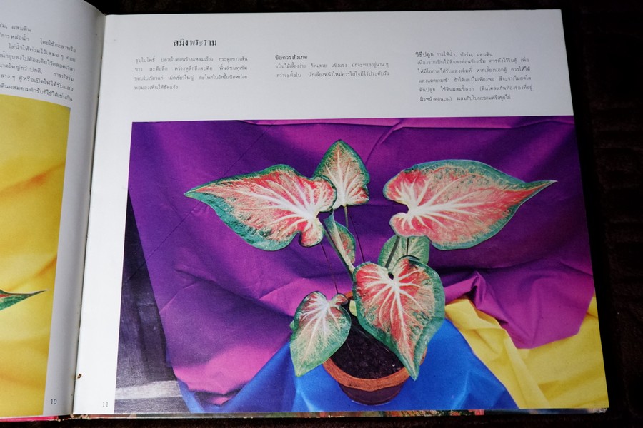 ตะลุยดงบอน โดย เชษฐา ปกเเข็ง 113 หน้า ปี 2524