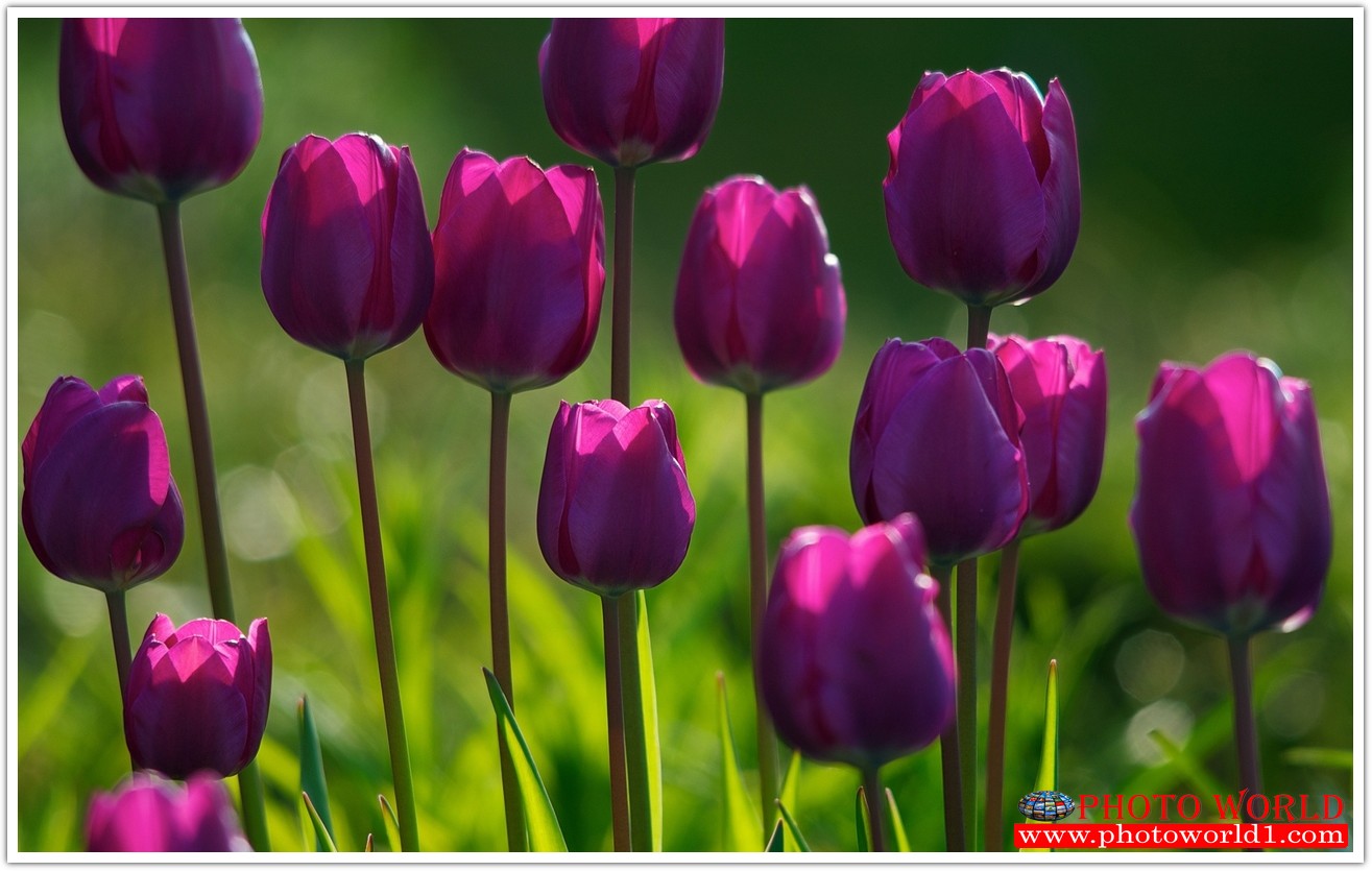 วอลเปเปอร์รูปภาพติดผนังสั่งทำ มีภาพให้เลือกกว่า 50,000 ภาพ ออกแบบกราฟฟิค หรือ รูปภาพตามที่ท่านกำหนด ในสไตล์ท่านเอง "custom made"