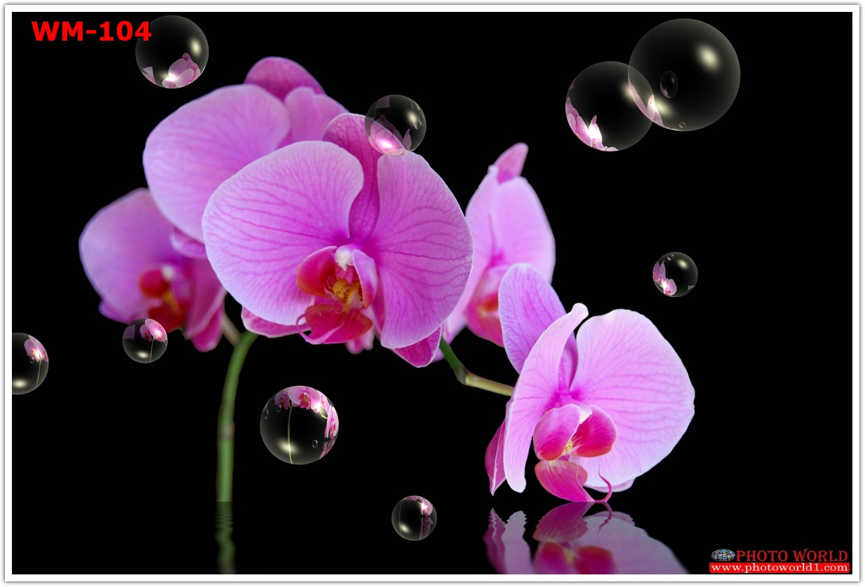 วอลเปเปอร์รูปภาพติดผนังสั่งทำ มีภาพให้เลือกกว่า 50,000 ภาพ ออกแบบกราฟฟิค หรือ รูปภาพตามที่ท่านกำหนด ในสไตล์ท่านเอง "custom made"