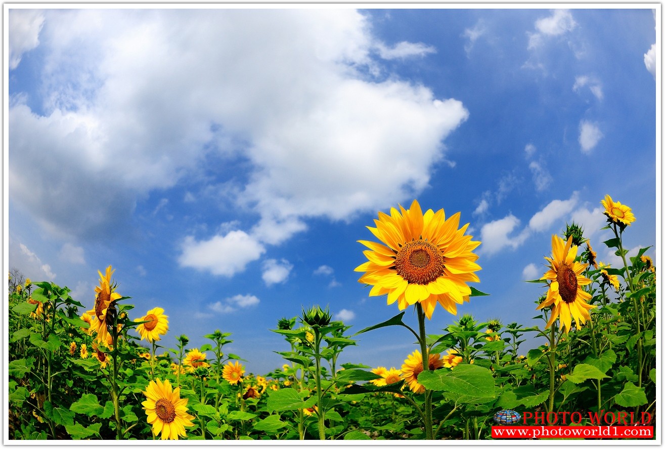 วอลเปเปอร์รูปภาพติดผนังสั่งทำ มีภาพให้เลือกกว่า 50,000 ภาพ ออกแบบกราฟฟิค หรือ รูปภาพตามที่ท่านกำหนด ในสไตล์ท่านเอง "custom made"