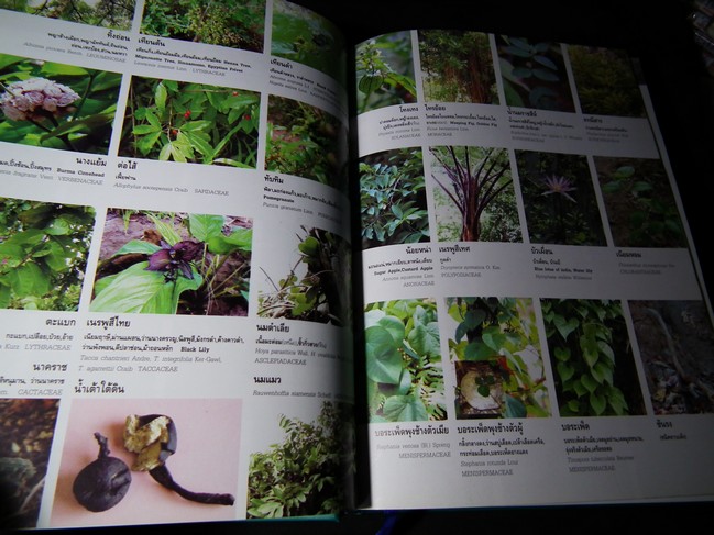 คัมภีร์เภสัชรัตนโกสินทร์ โดย วุฒิ วุฒิธรรมเวช ปกแข็ง พิมพ์ 1000 เล่ม ปี 2547