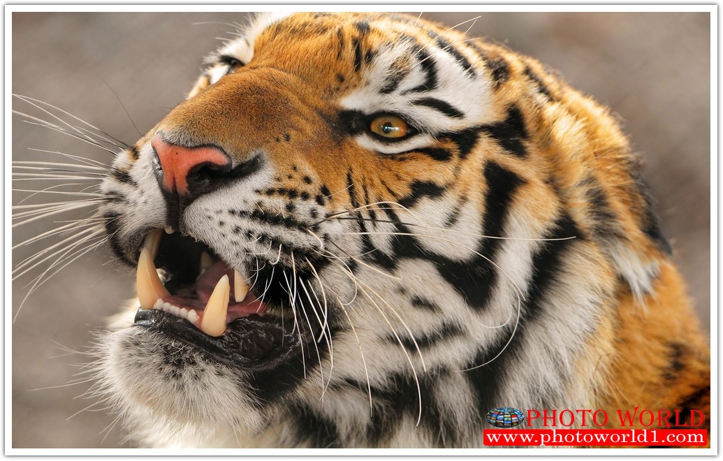 วอลเปเปอร์รูปภาพติดผนังสั่งทำ มีภาพให้เลือกกว่า 50,000 ภาพ ออกแบบกราฟฟิค หรือ รูปภาพตามที่ท่านกำหนด ในสไตล์ท่านเอง "custom made"