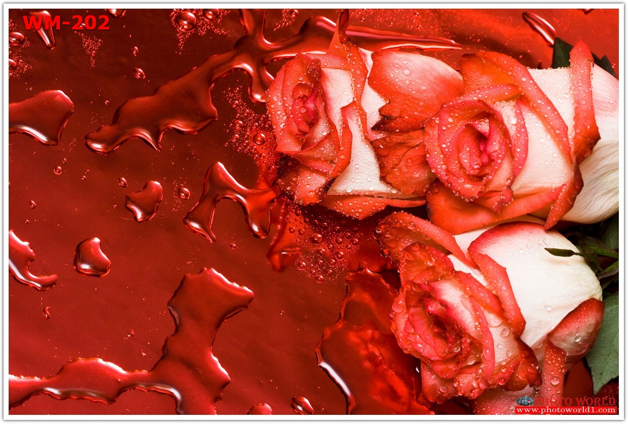 วอลเปเปอร์รูปภาพติดผนังสั่งทำ มีภาพให้เลือกกว่า 50,000 ภาพ ออกแบบกราฟฟิค หรือ รูปภาพตามที่ท่านกำหนด ในสไตล์ท่านเอง "custom made"