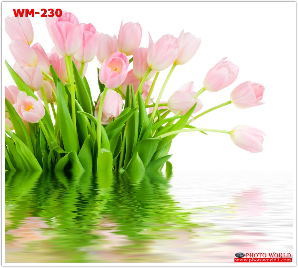 วอลเปเปอร์รูปภาพติดผนังสั่งทำ มีภาพให้เลือกกว่า 50,000 ภาพ ออกแบบกราฟฟิค หรือ รูปภาพตามที่ท่านกำหนด ในสไตล์ท่านเอง "custom made"