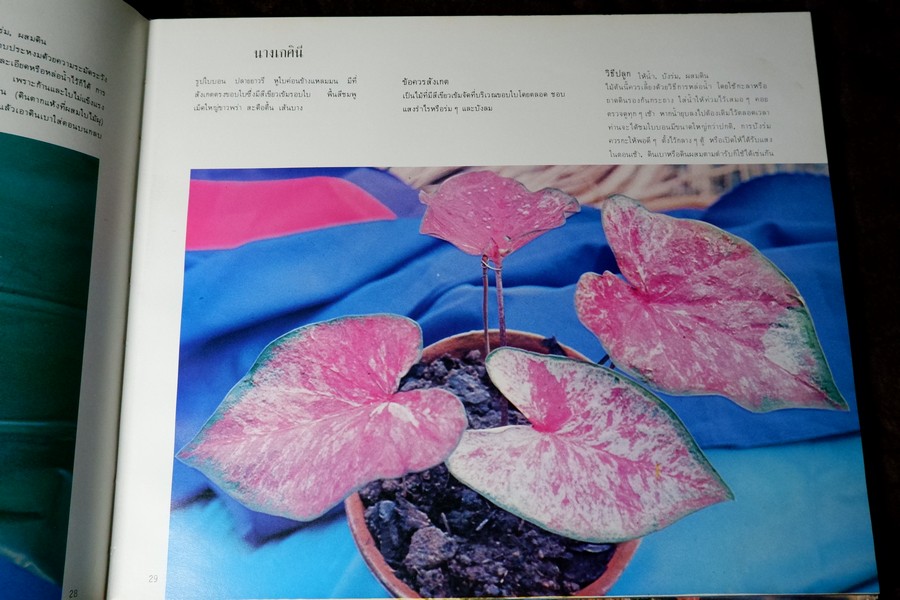 ตะลุยดงบอน โดย เชษฐา ปกเเข็ง 113 หน้า ปี 2524