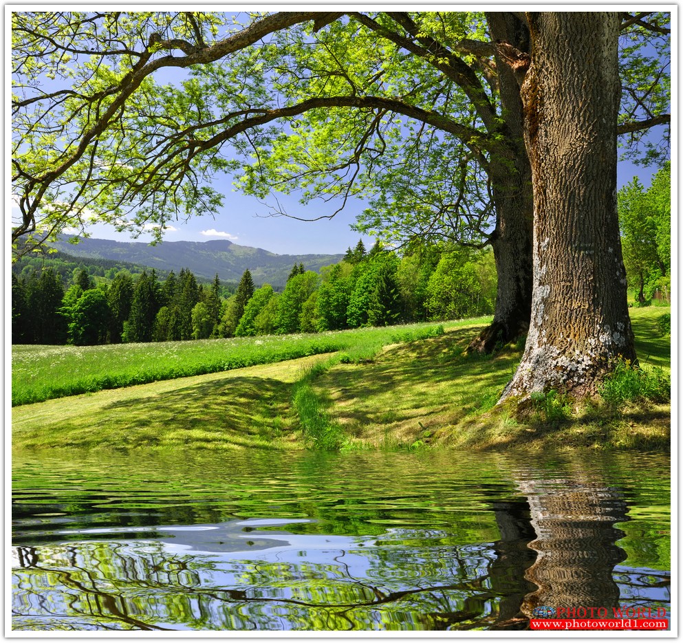 วอลเปเปอร์รูปภาพติดผนังสั่งทำ มีภาพให้เลือกกว่า 50,000 ภาพ ออกแบบกราฟฟิค หรือ รูปภาพตามที่ท่านกำหนด ในสไตล์ท่านเอง "custom made"
