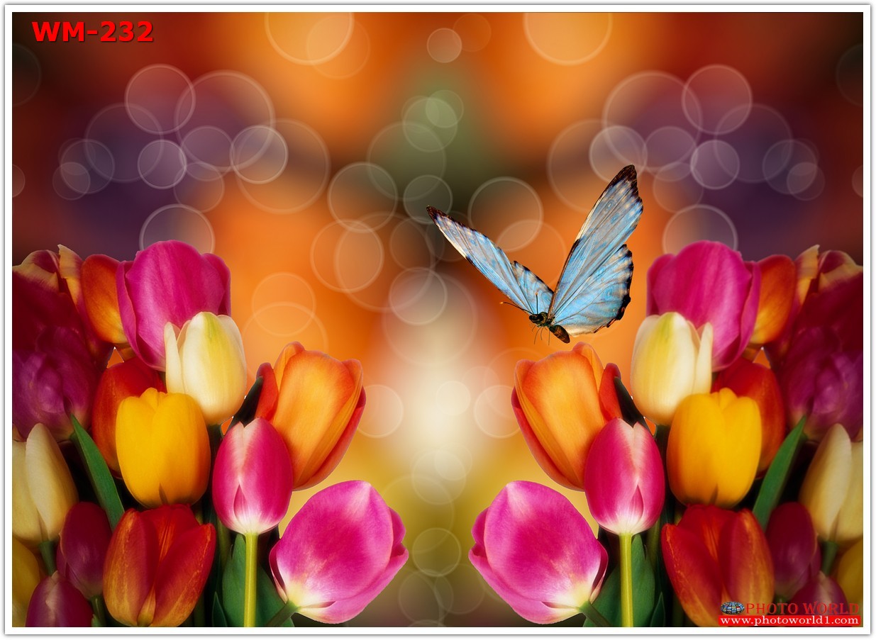 วอลเปเปอร์รูปภาพติดผนังสั่งทำ มีภาพให้เลือกกว่า 50,000 ภาพ ออกแบบกราฟฟิค หรือ รูปภาพตามที่ท่านกำหนด ในสไตล์ท่านเอง "custom made"