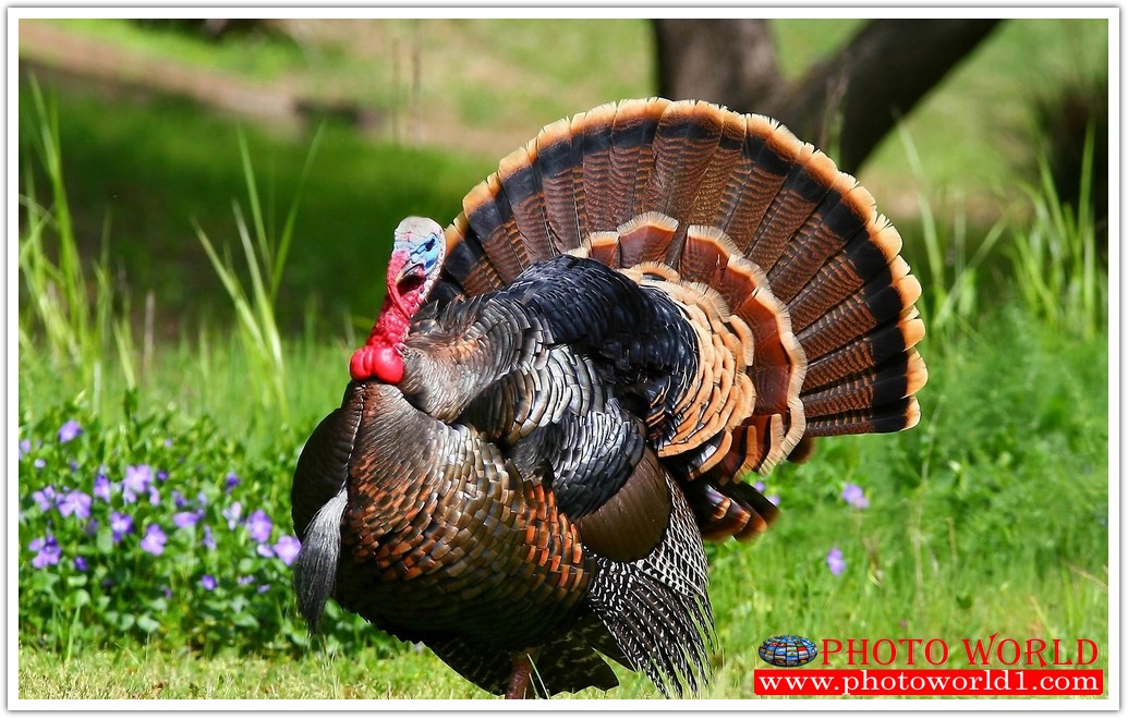 วอลเปเปอร์รูปภาพติดผนังสั่งทำ มีภาพให้เลือกกว่า 50,000 ภาพ ออกแบบกราฟฟิค หรือ รูปภาพตามที่ท่านกำหนด ในสไตล์ท่านเอง "custom made"