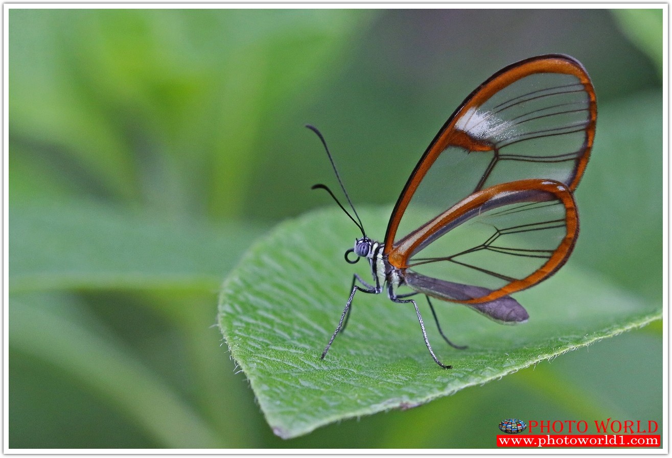 วอลเปเปอร์รูปภาพติดผนังสั่งทำ มีภาพให้เลือกกว่า 50,000 ภาพ ออกแบบกราฟฟิค หรือ รูปภาพตามที่ท่านกำหนด ในสไตล์ท่านเอง "custom made"